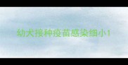 幼犬接种疫苗感染细小