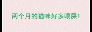两个月的猫咪好多眼屎