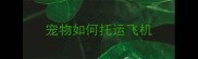 宠物如何托运飞机
