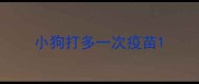 小狗打多一次疫苗