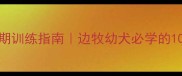 边境牧羊犬6个月黄金期训练指南边牧幼犬必学的10个高阶动作与训练技巧