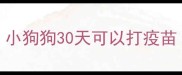 小狗狗30天可以打疫苗