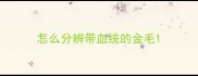 怎么分辨带血统的金毛