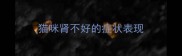 猫咪肾不好的症状表现