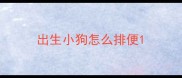 出生小狗怎么排便