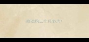 泰迪狗三个月多大