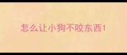 怎么让小狗不咬东西