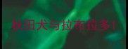 秋田犬与拉布拉多