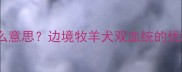 双血统边牧是什么意思边境牧羊犬双血统的优缺点与饲养指南