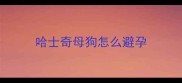 哈士奇母狗怎么避孕