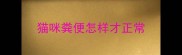 猫咪粪便怎样才正常
