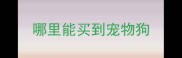 哪里能买到宠物狗