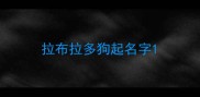 拉布拉多狗起名字