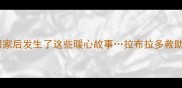 捡到受伤拉布拉多带它回家后发生了这些暖心故事拉布拉多救助流浪动物领养宠物领养日记