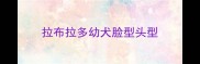 拉布拉多幼犬脸型头型