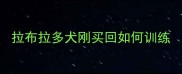 拉布拉多犬刚买回如何训练