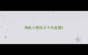 狗生小狗生几个月发情