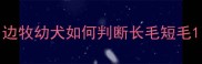 边牧幼犬如何判断长毛短毛