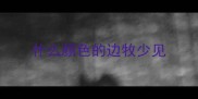什么颜色的边牧少见