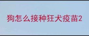 狗怎么接种狂犬疫苗