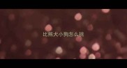 比熊犬小狗怎么挑