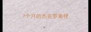 7个月的杰克罗素梗