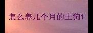 怎么养几个月的土狗