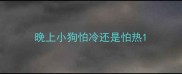 晚上小狗怕冷还是怕热