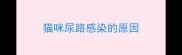 猫咪尿路感染的原因