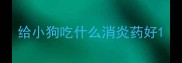 给小狗吃什么消炎药好