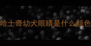 哈士奇幼犬眼睛是什么颜色