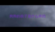 狗狗的桃子是什么样的
