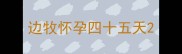边牧怀孕四十五天