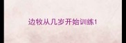 边牧从几岁开始训练