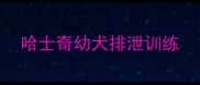 哈士奇幼犬排泄训练
