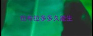拉布拉多多久能生