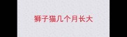 狮子猫几个月长大