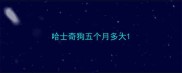 哈士奇狗五个月多大