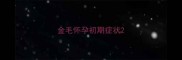 金毛怀孕初期症状