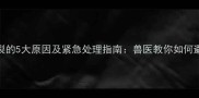 猫咪牙齿断裂的5大原因及紧急处理指南兽医教你如何避免悲剧发生