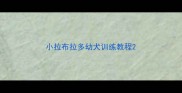 小拉布拉多幼犬训练教程
