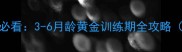 边境牧羊犬幼犬期必看3-6月龄黄金训练期全攻略附科学训练方案