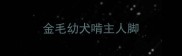金毛幼犬啃主人脚