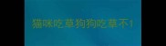 猫咪吃草狗狗吃草不