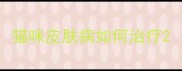 猫咪皮肤病如何治疗