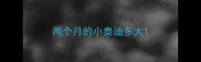 两个月的小泰迪多大