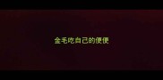 金毛吃自己的便便