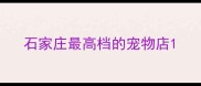 石家庄最高档的宠物店