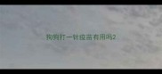 狗狗打一针疫苗有用吗