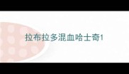 拉布拉多混血哈士奇